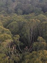 Image of Eurocopter crash - Watagans National Park, NSW