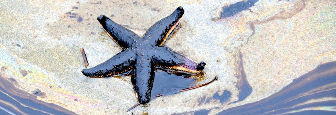 Starfish on sand with oil over it
