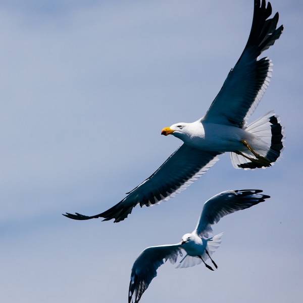 birds-pub