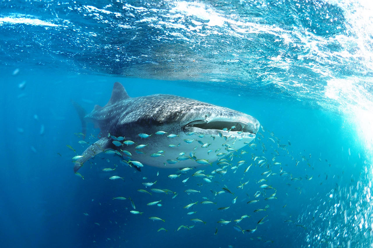 mo-environment-whale-shark