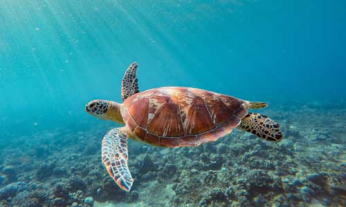 Sea turtle, photo by Sébastien Goldberg