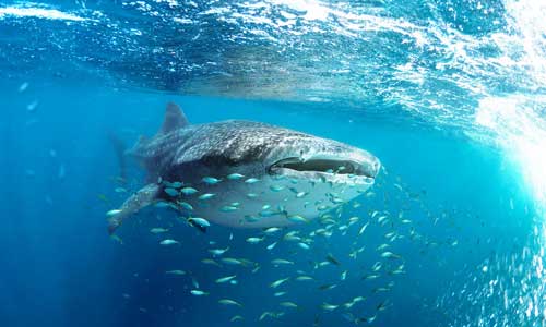 Whale shark
