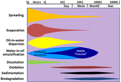 Image showing Figure 1: Weathering processes of a typical crude oil (courtesy of SINTEF)