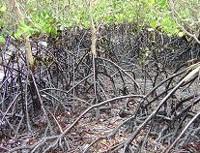 Oil in the mangroves