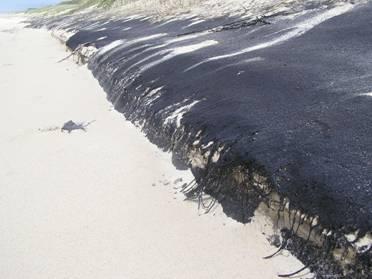 An oiled beach