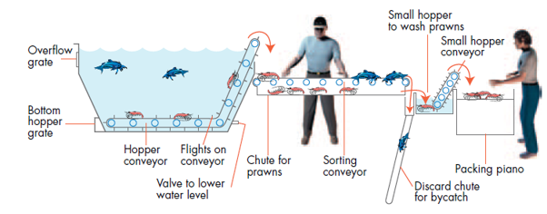 Diagram illustrating the operation of a prawn hopper. Prawns are collected in a water-filled hopper fitted with an overflow grate and bottom hopper grate. A valve lowers the water level, allowing a conveyor to lift the prawns from the hopper and transfer them to a sorting conveyor for processing.