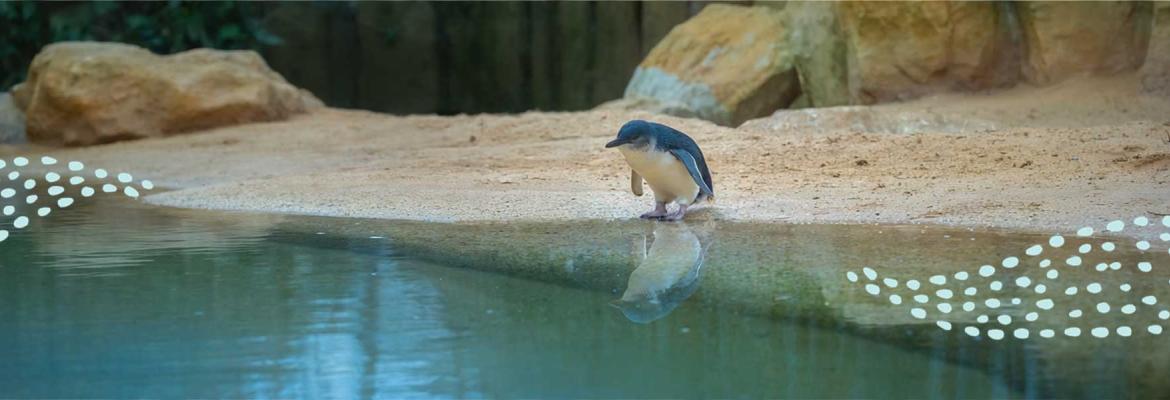 fairy penguin on sand at water's edge