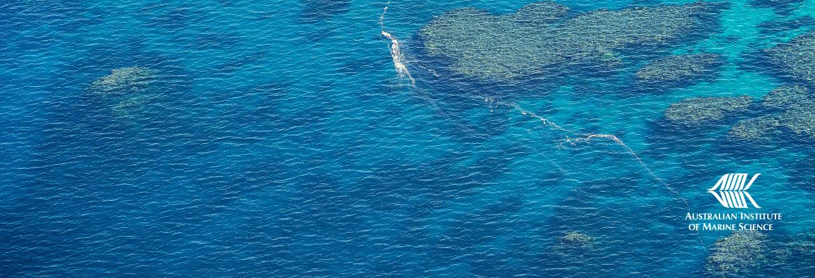 Ocean with streams from coral spawning