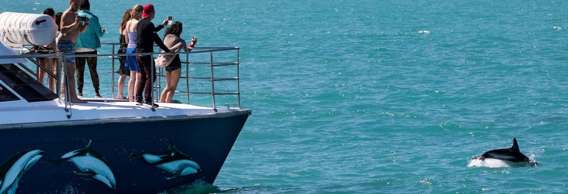 passengers onboard and photographing a dolphin