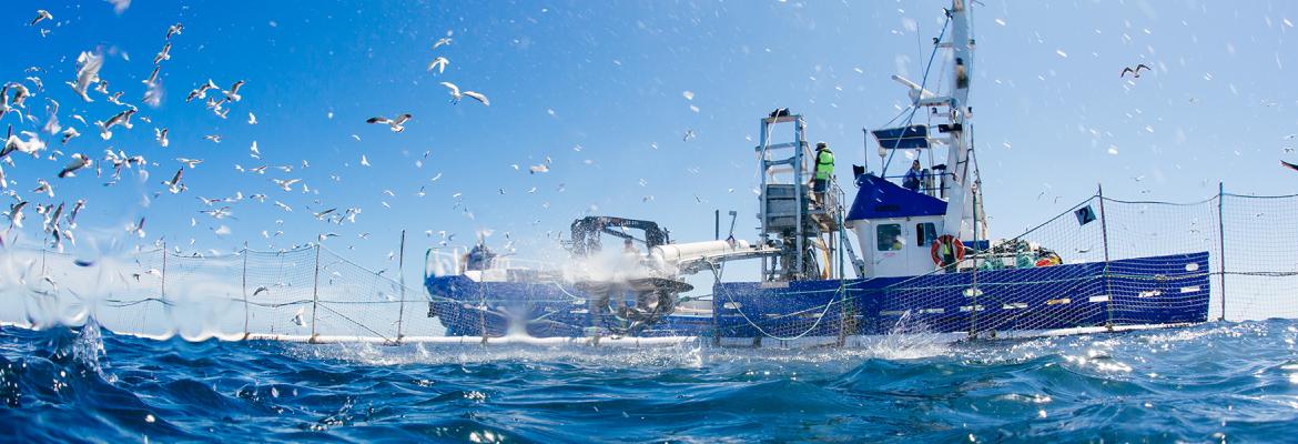 Fishing boat feeding tuna in the ocean with seagulls all around