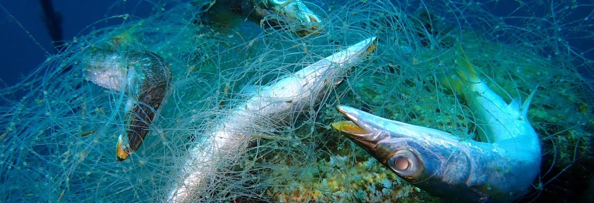 Abandoned, lost and discarded fishing gear 'ghost nets' are increasing  through time in Northern Australia - ScienceDirect