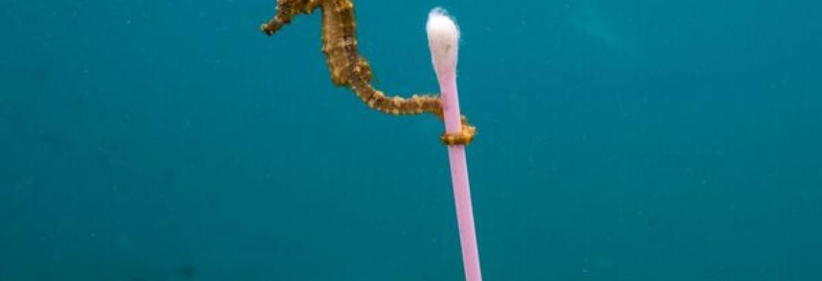 Seahorse holding cotton bud