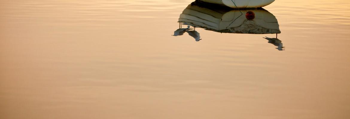 Seagulls and boat