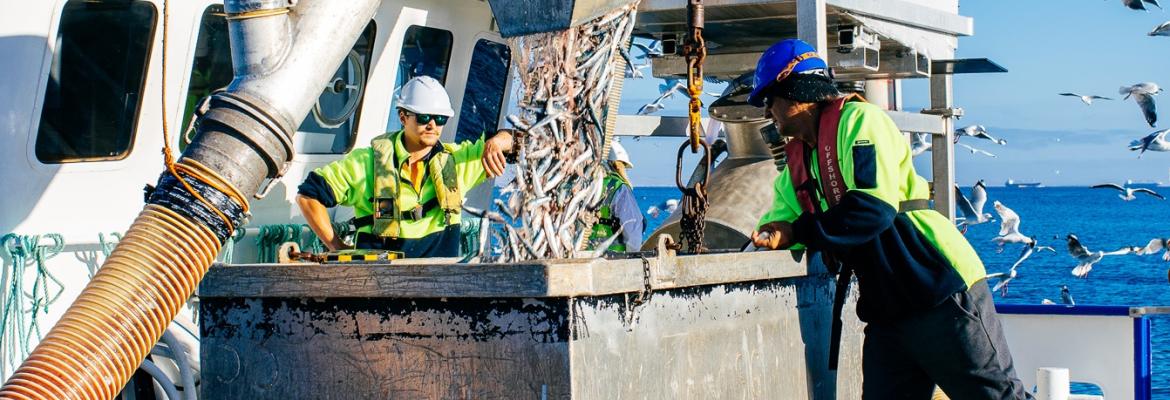 People watching fish emptied into crate