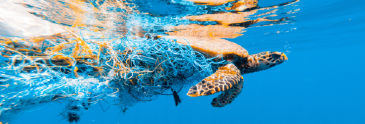 turtle caught in a net under clear blue water